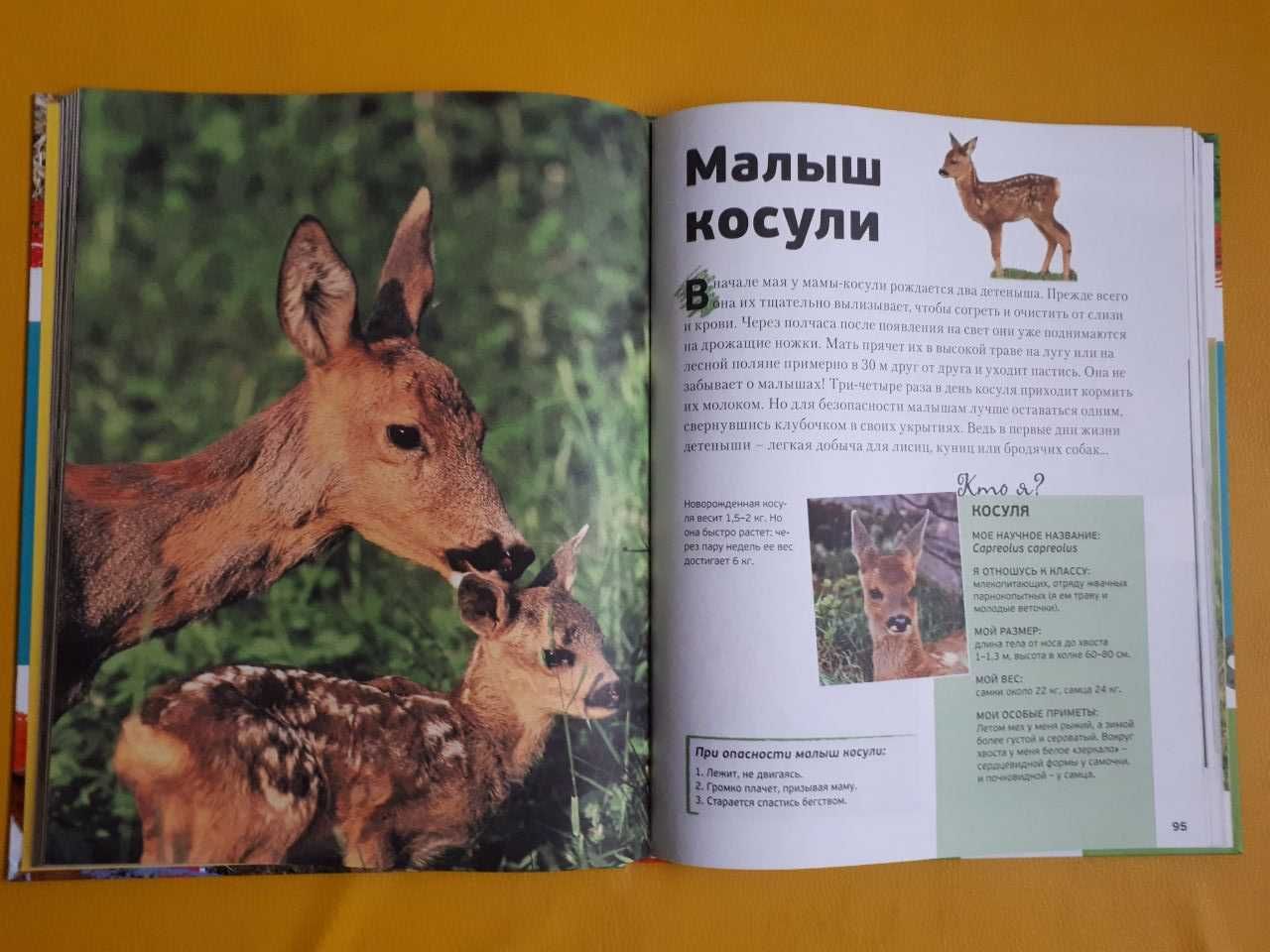Энциклопедия животных для детей Знакомые малыши