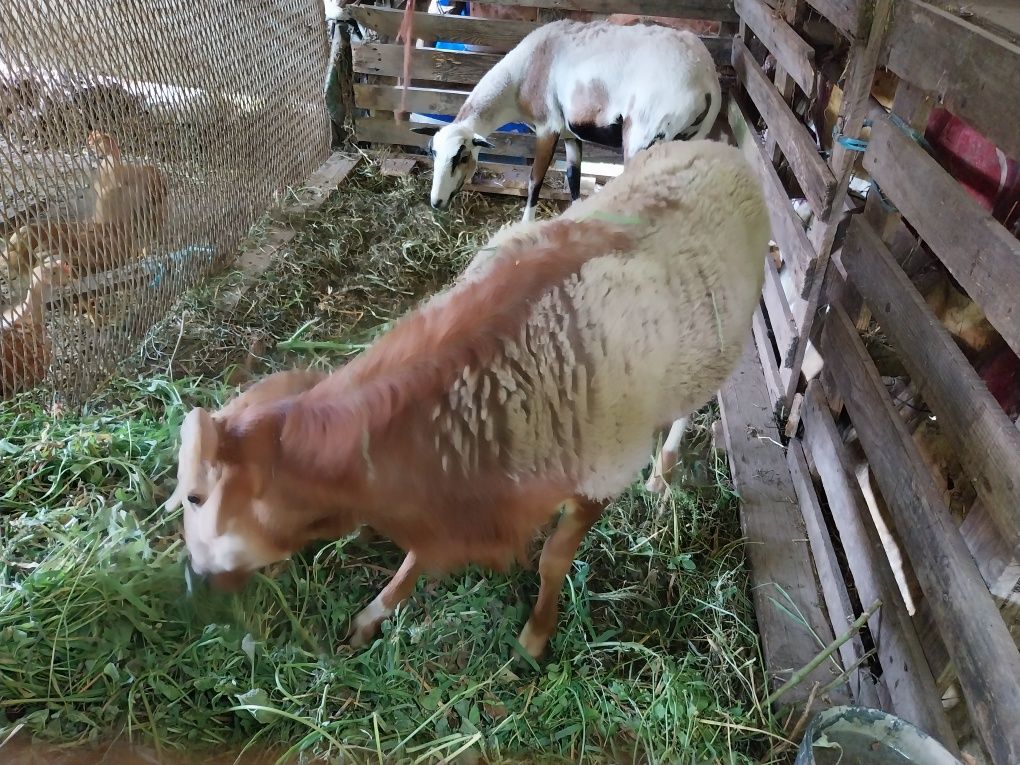 Vendo casal de ovelhas dos camarões a melhor proposta