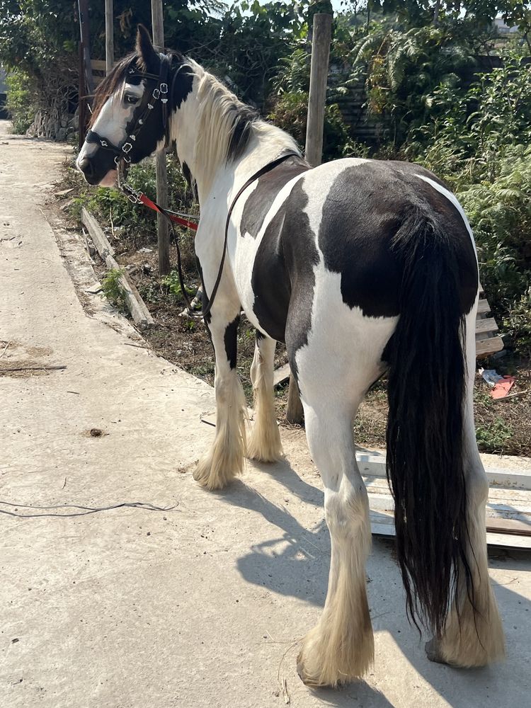 Gypsy Puro uma Pintura