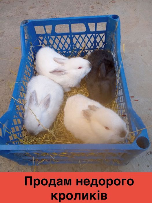 Продам кроликів кролика кроличка