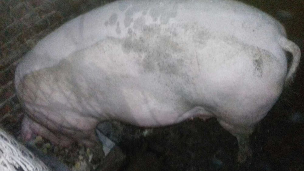 Продаються поросні свиноматки