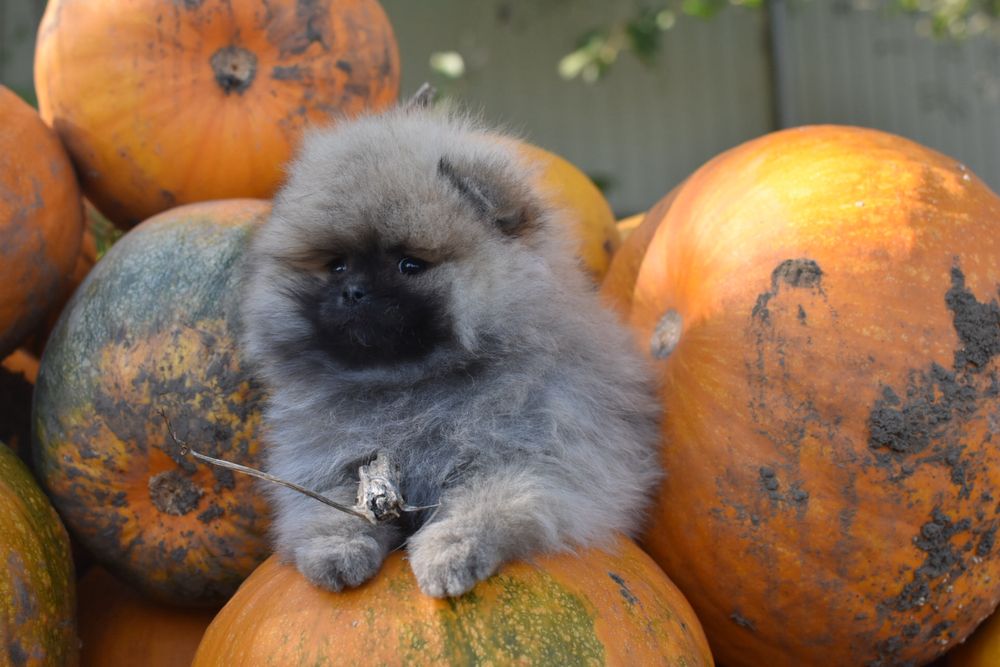 Дівчинка мішка