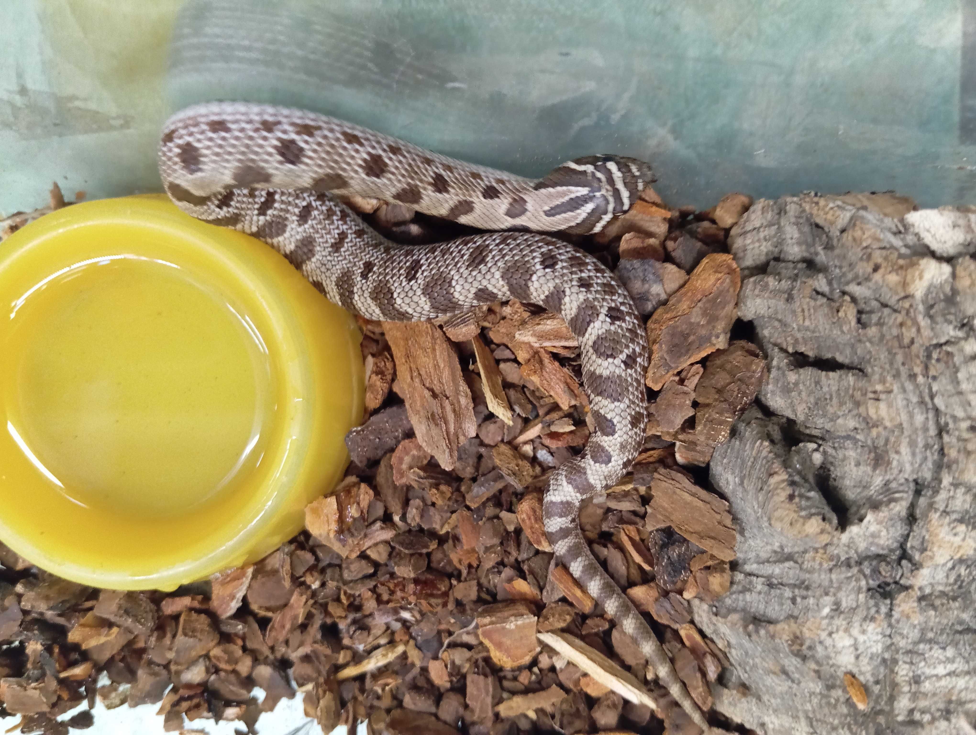 Heterodon zachodni anaconda