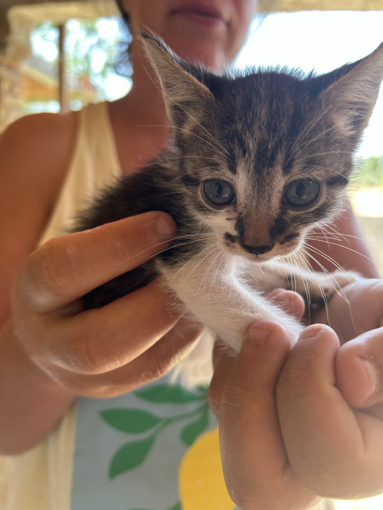 gatinhos para adoçao