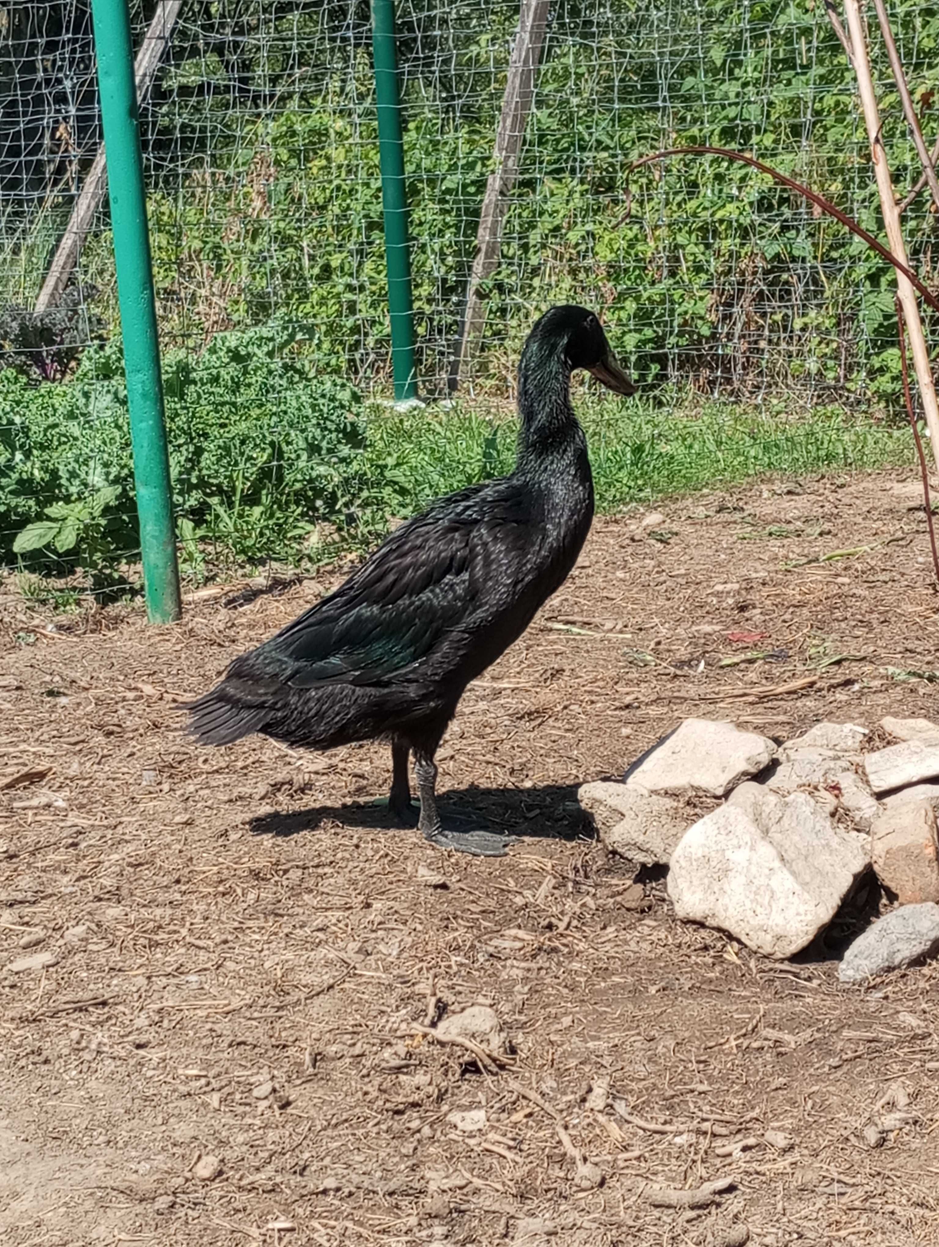 Biegus szmaragdowy kaczor