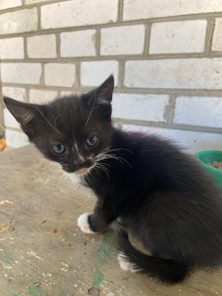 Котята клшенята кошка кот кішка кіт