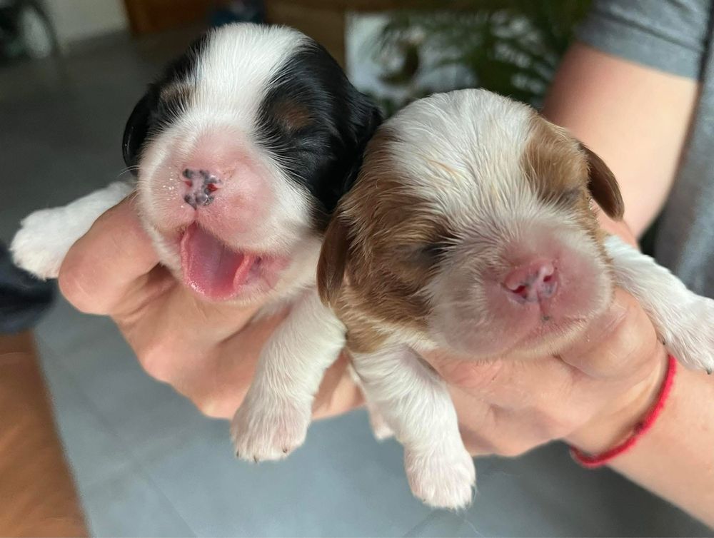 Cavalier King Charles Spaniel szczeniaki