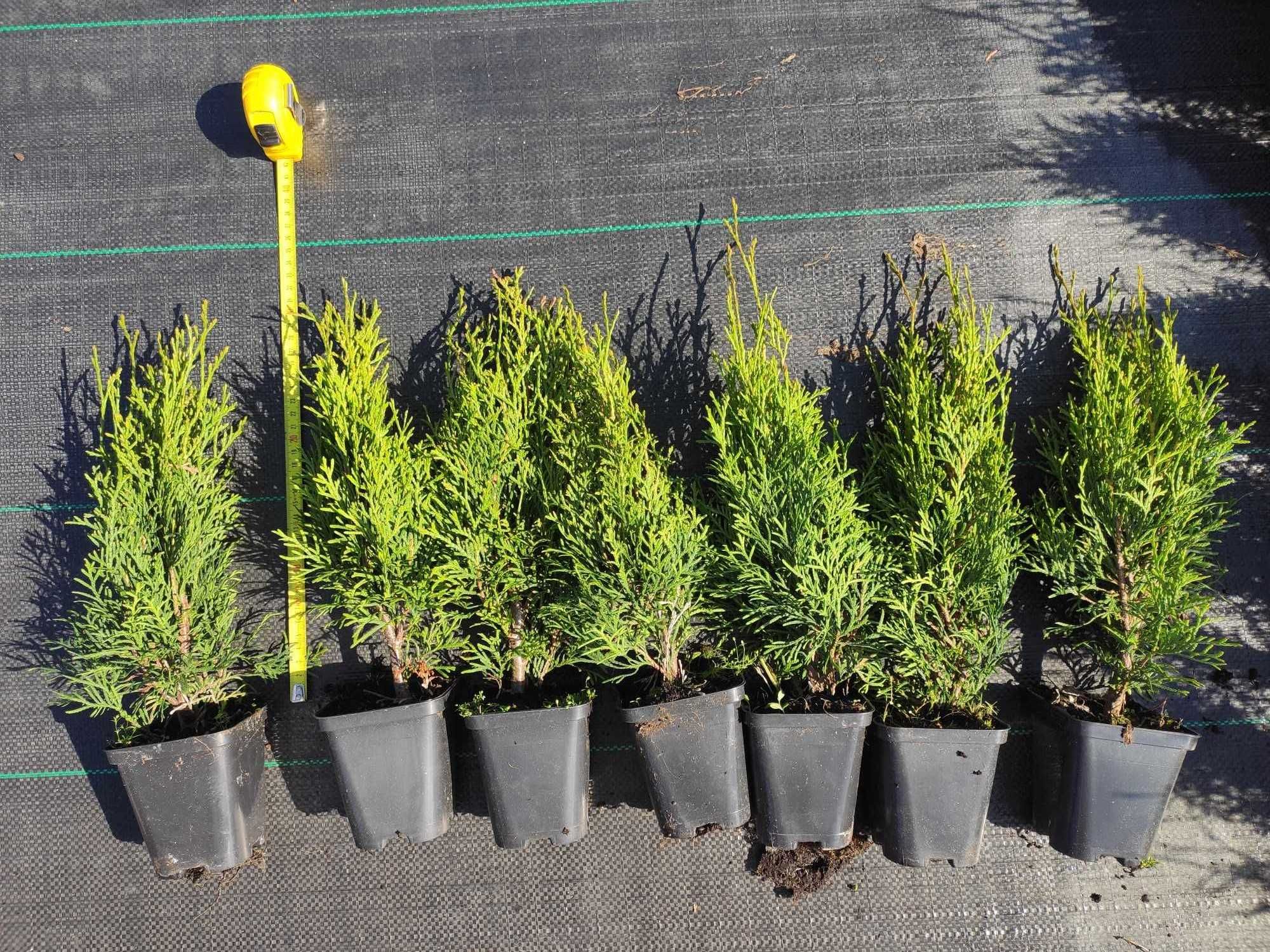 Thuja Szmaragd w doniczce P9