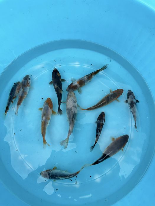 Carpa koi criação 2024