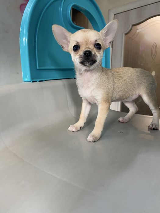 Дівчинка чіхуахуа