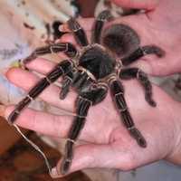 Lasiodora parahybana взрослая самка паука птицееда для новичков