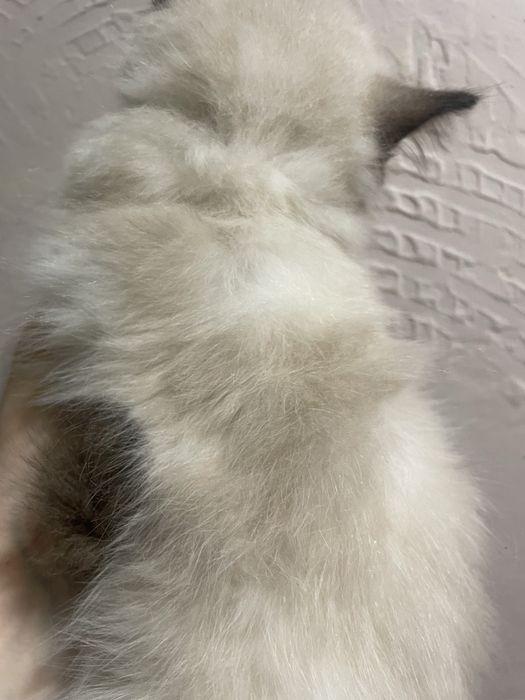 Koteczka Ragdoll Ragdolle cudna seal mitted