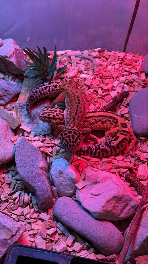 Sprzedam terarium z gekonami