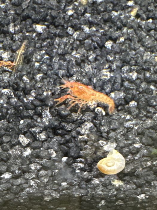 Raczek karłowaty orange