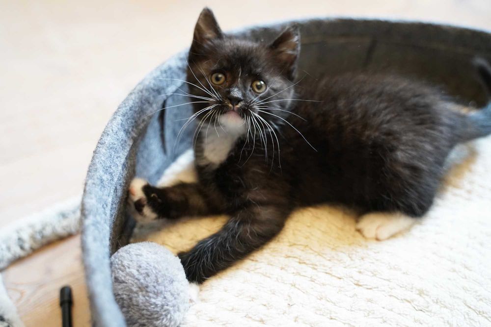 2 miesięczny kocurek do adopcji