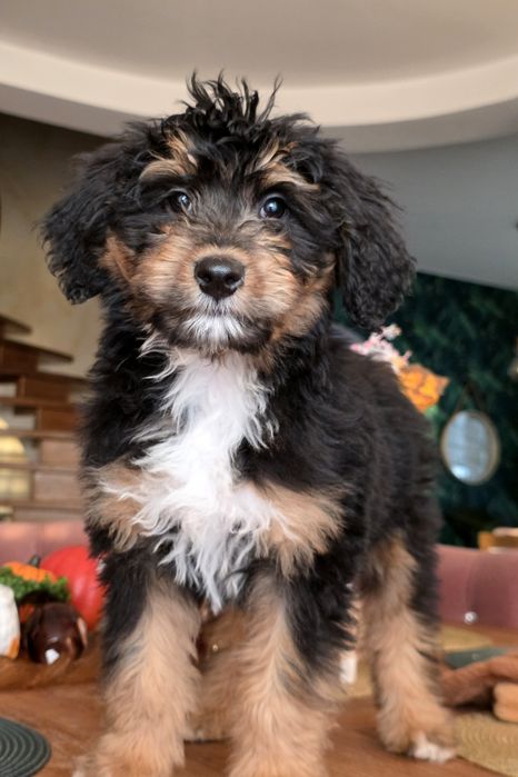 Aussie doodle sliczna dziewczynka