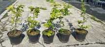 Grab pospolity, Carpinus betulus