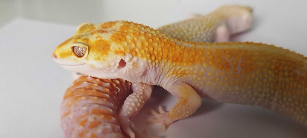 Gekon Lamparci ( Exotic Leszno )