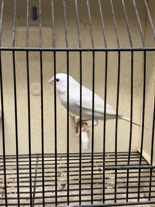 Femea branca para venda