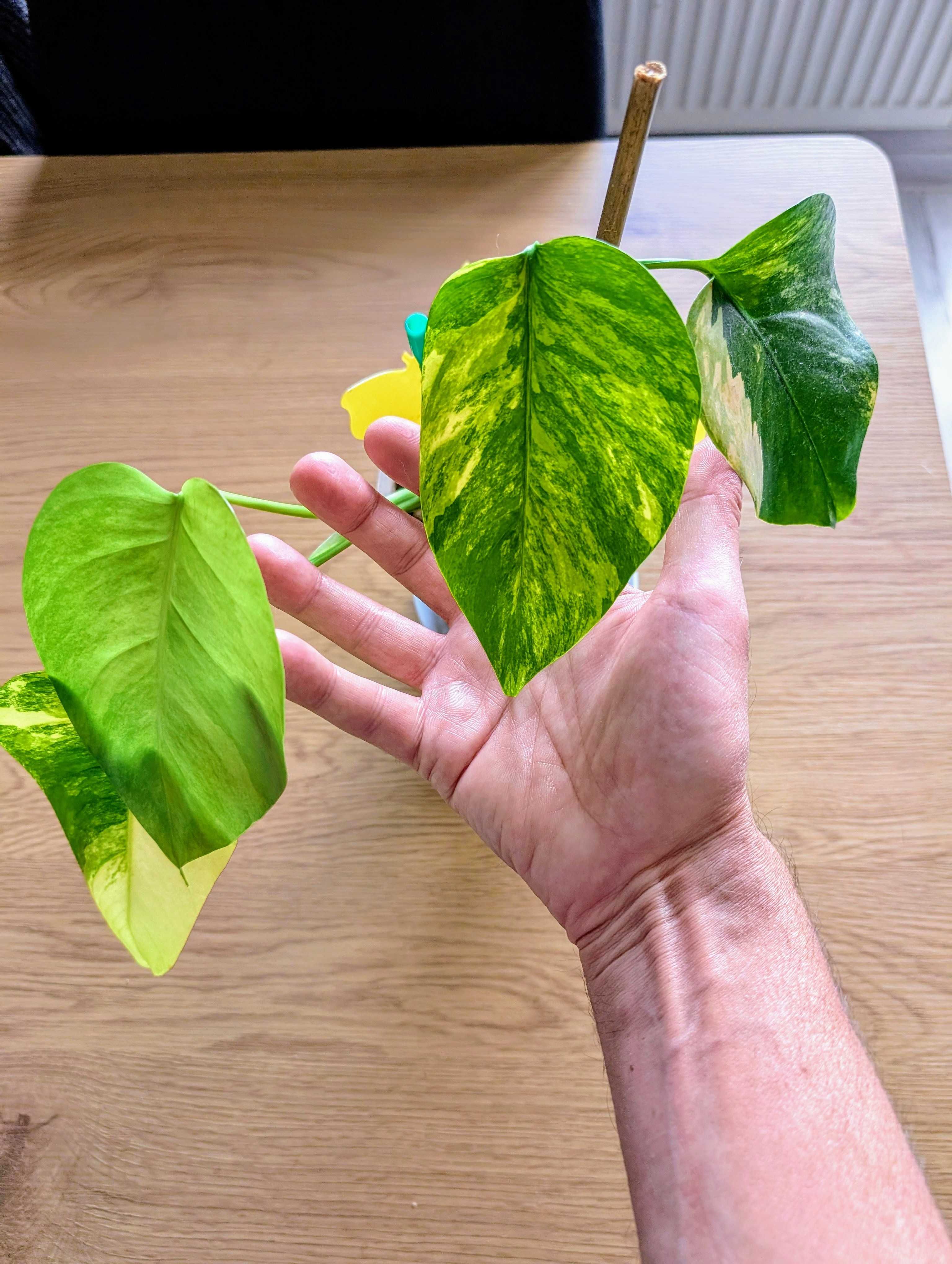 Monstera 'Marmorata Aurea'