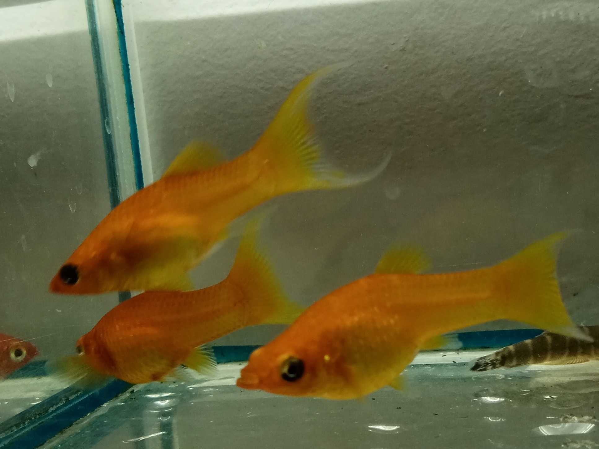 Molinezja Red - Tina Zoo Jansa Gliwice