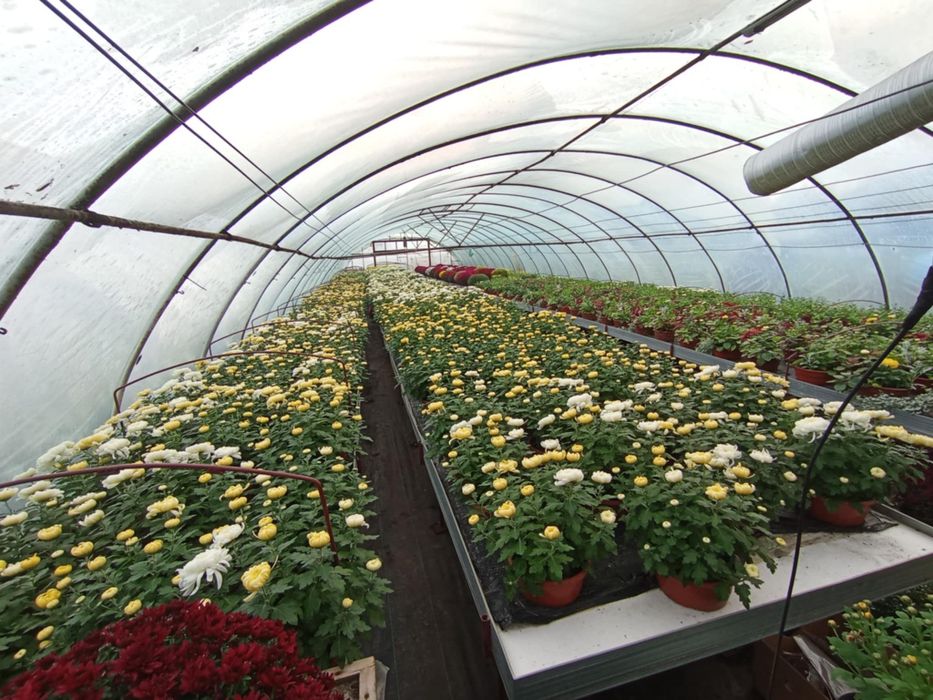 Chryzantemy wielko i drobno kwiatowe