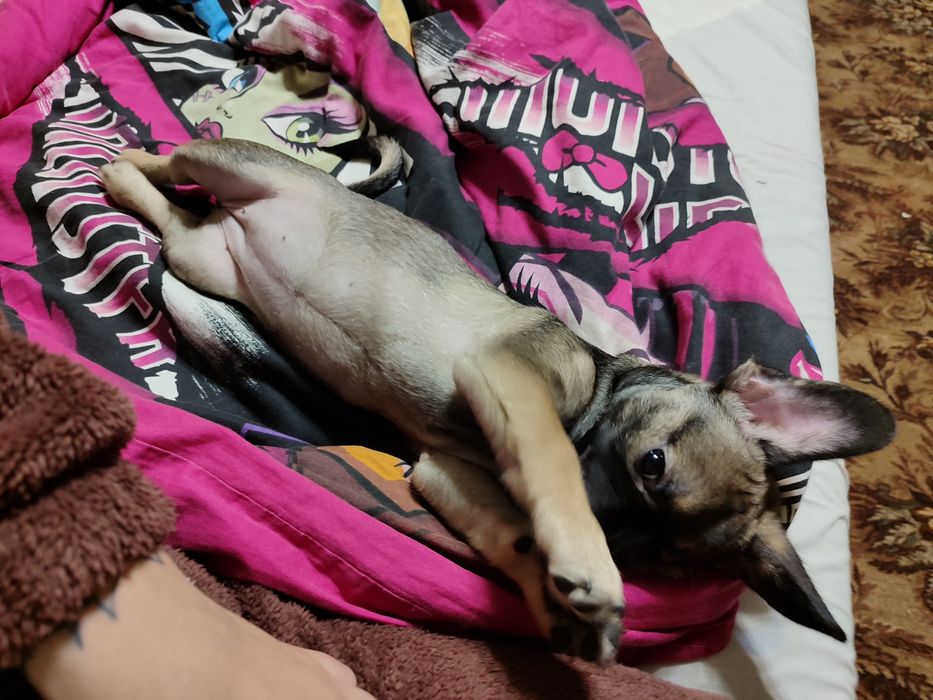 Продам девочку французский бульдог с пекинесом