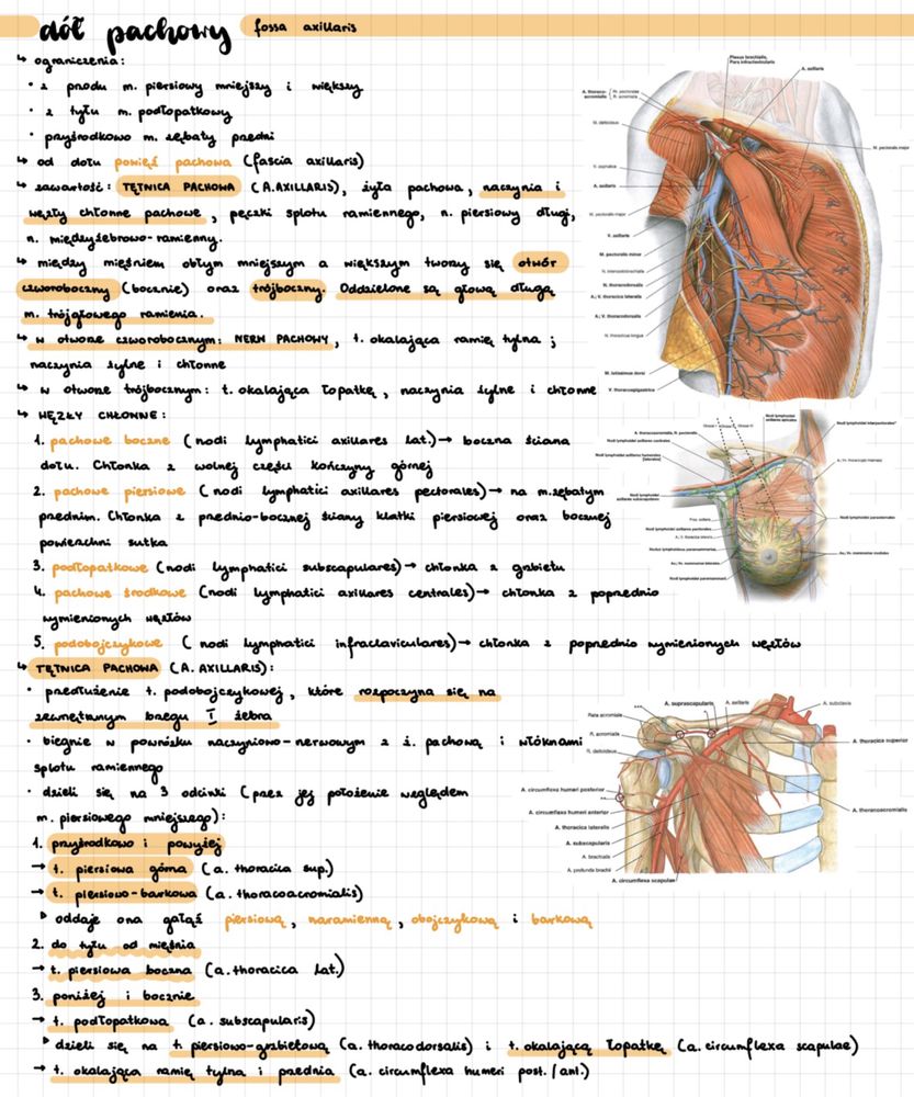 Notatki Anatomia WUM