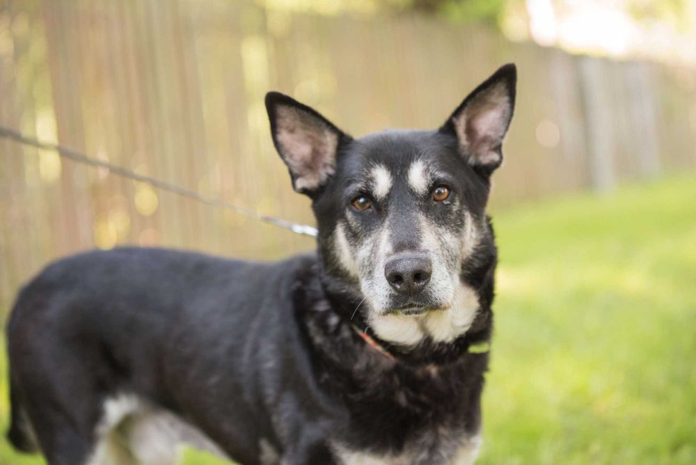 LAYSAN- podrepczę za Tobą