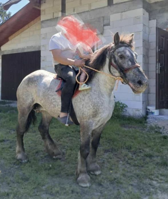 Sprzedam klacz zimnokrwistą