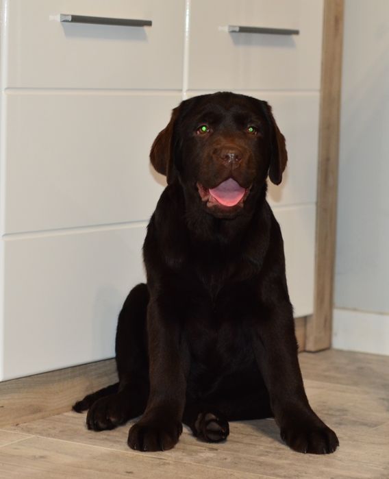 Suczka Labrador retriever FCI