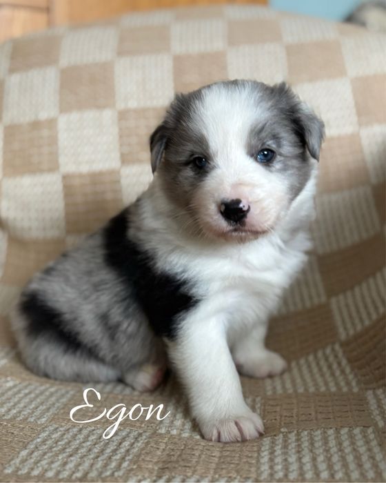 Szczeniak border collie blue merle (z bad. genetycznymi i rodowodem)