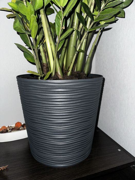 Замиокулькас денежное дерево счастья