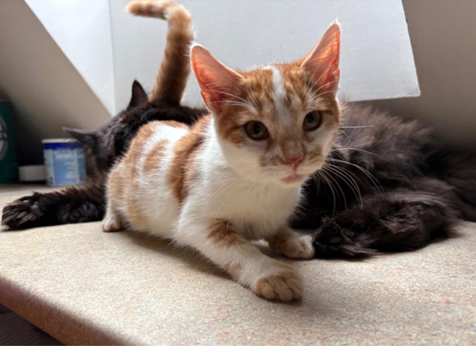 Piotruś i Wercia. Rodzeństwo wyrzucone jak śmieci