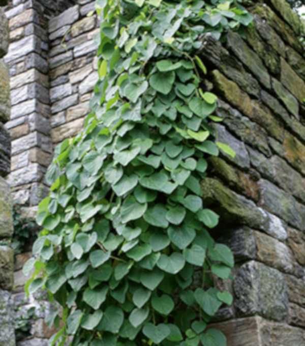 KOKORNAK WIELKOLISTNY - sadzonki w doniczkach