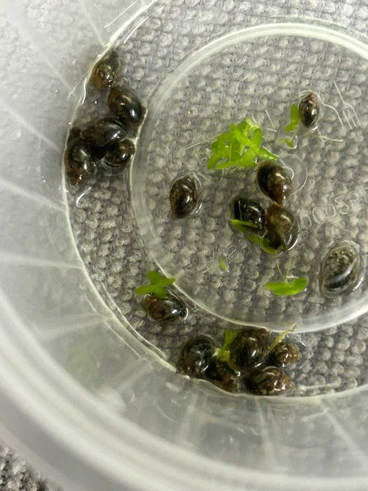 Physa - Caracol aquático