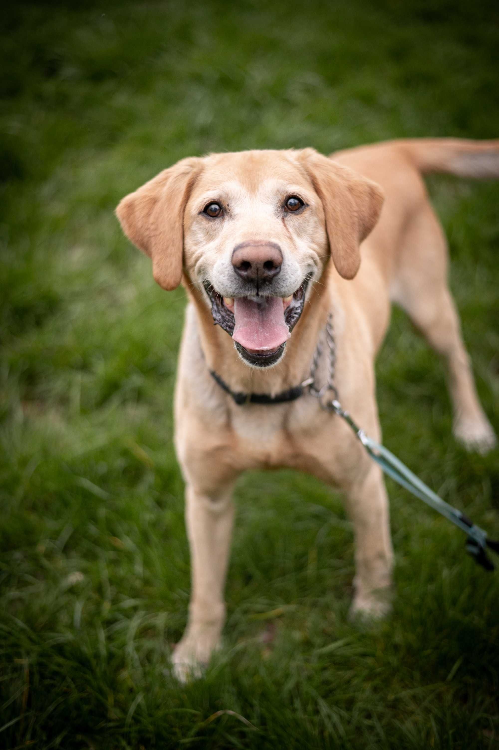 biszkoptowy labrador Bodo