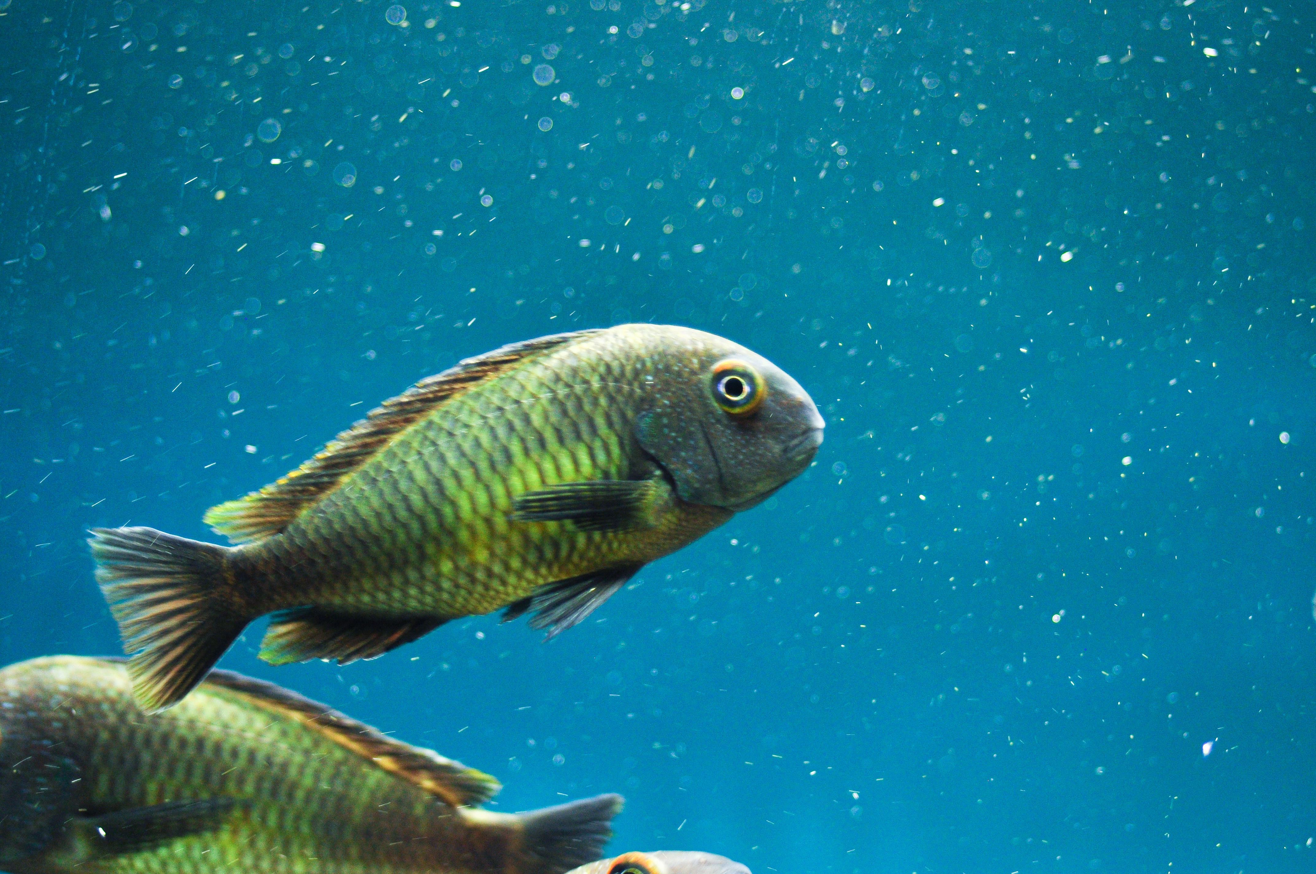 Tropheus Kalambo, ciclideos africano, tanganyika