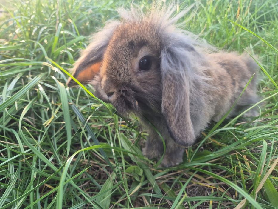 Krolik miniaturka baranek