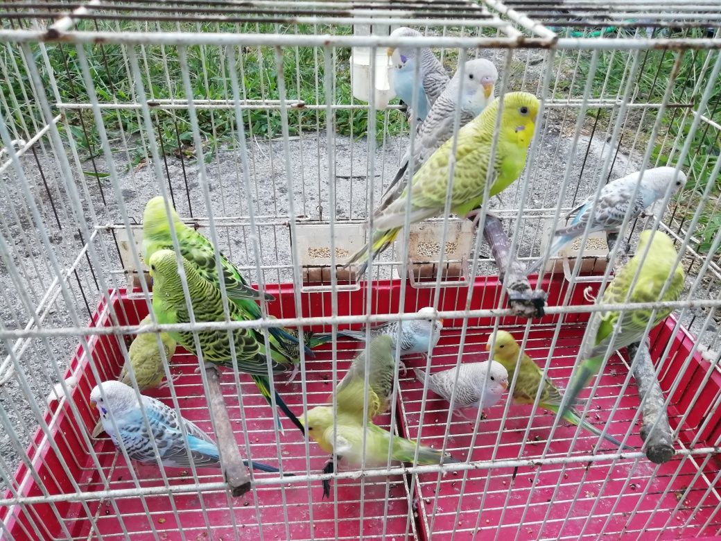 Periquitos australianos
