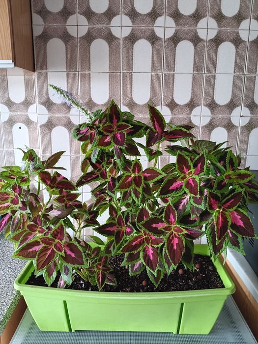 Plantas de interior  e exterior