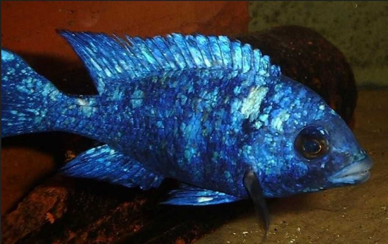 Placidochromis phenochilus Tanzania - dowóz, wysyłka