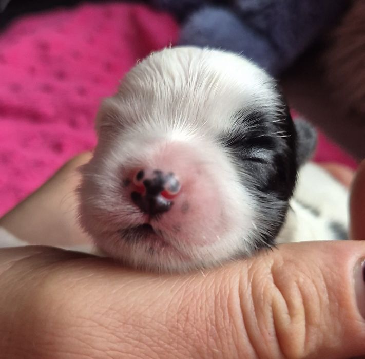 Do Rezerwacji Rossa Morkie