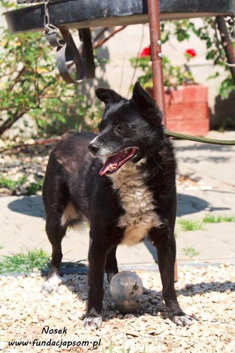 Nosek - spokojny psiak