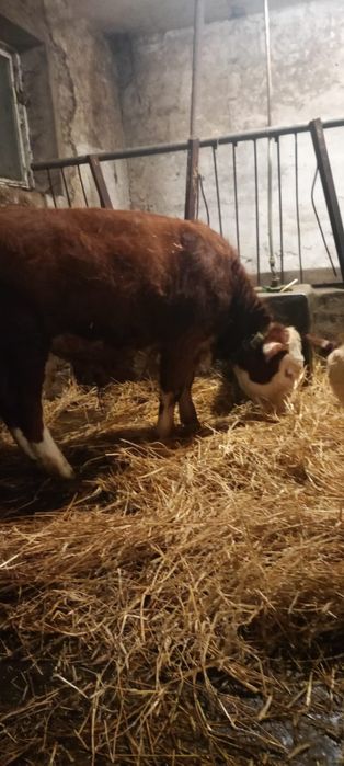 Sprzedam byki rasa Hereford