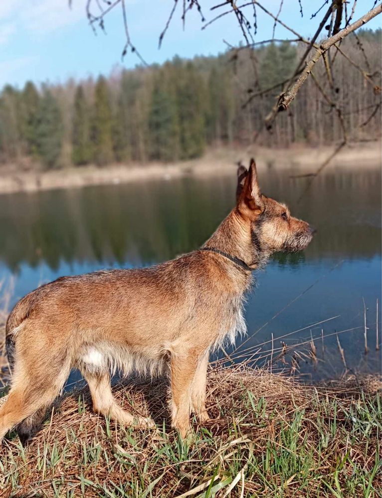 Wesoła Simba szuka domku