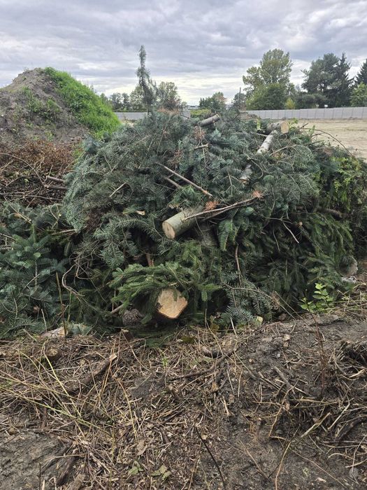 WYCINKA DRZEW • prace pielęgnacyjne