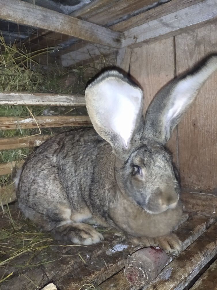 Продам кролів бельгійський велетень фландр