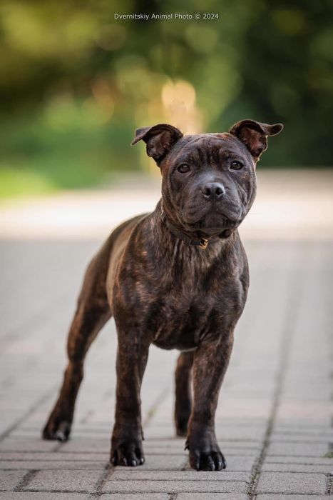 Цуценя стаффордширського бультерера