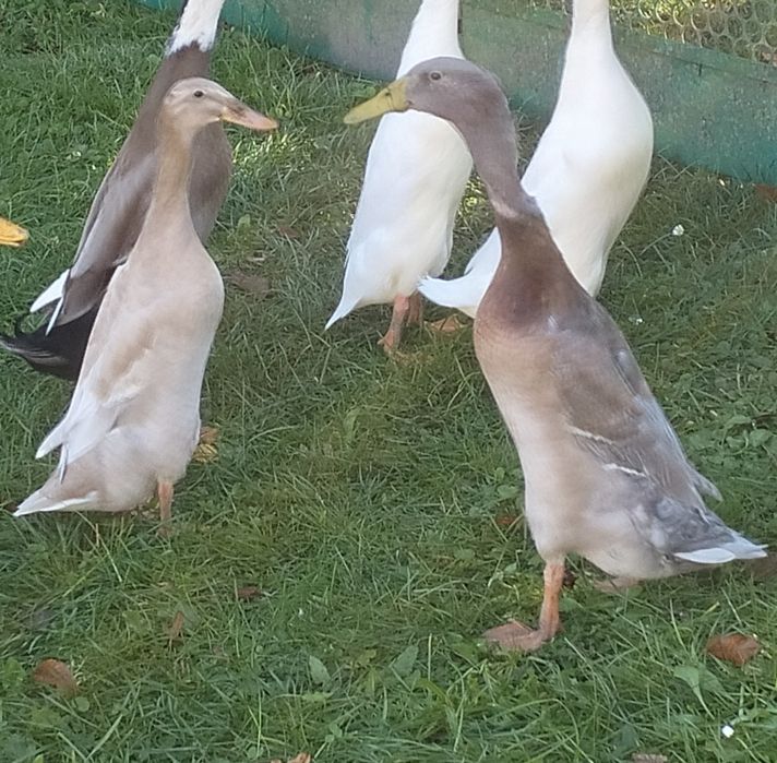 Parki i kaczory biegusa,jeden biegus dziki czubaty